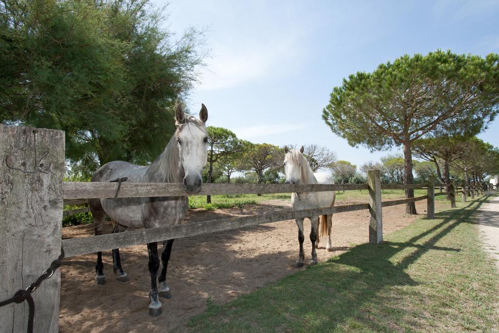 Gites Equestres Lou Caloun - Les Saintes Maries De La Mer חדר תמונה